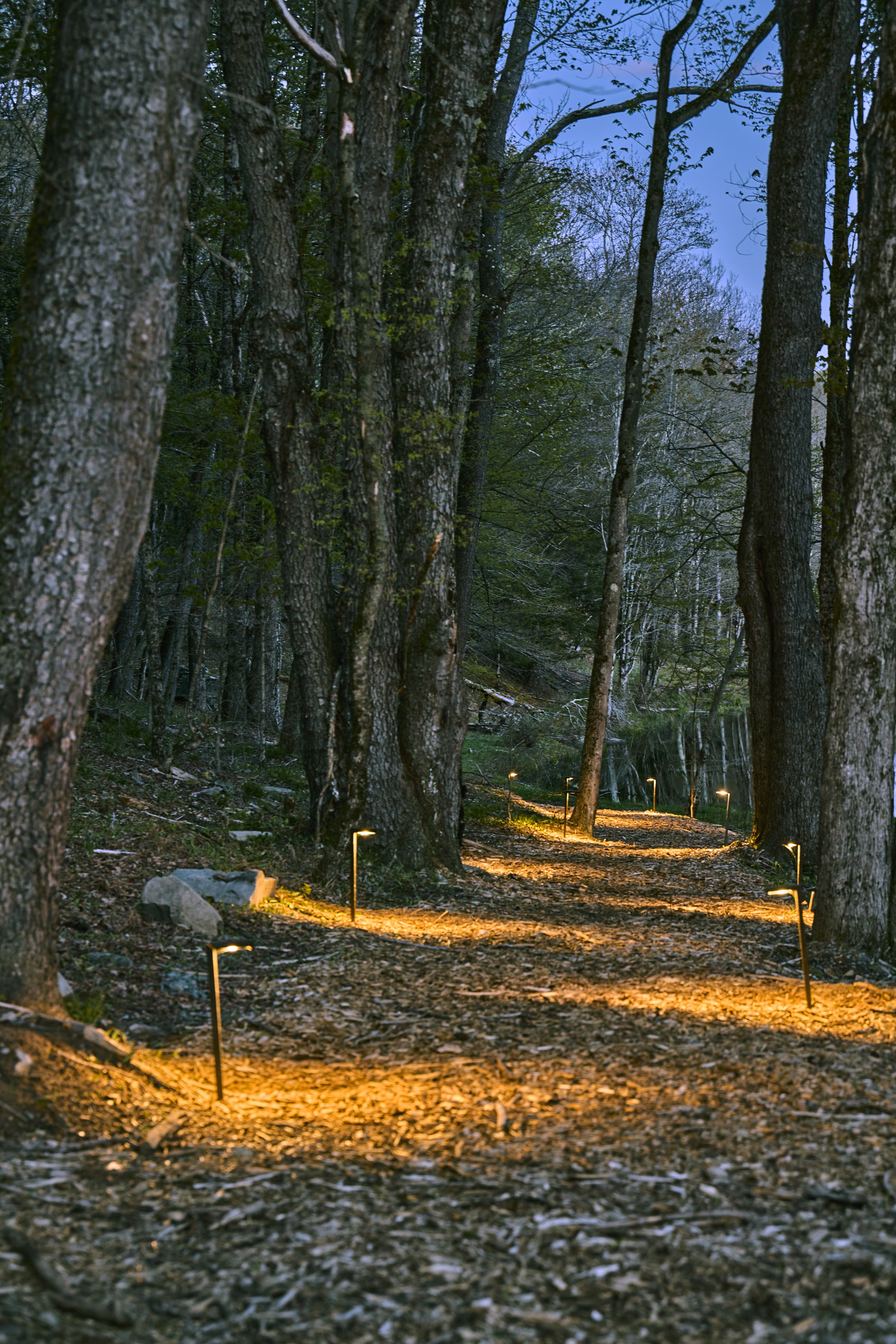 Wooded Path